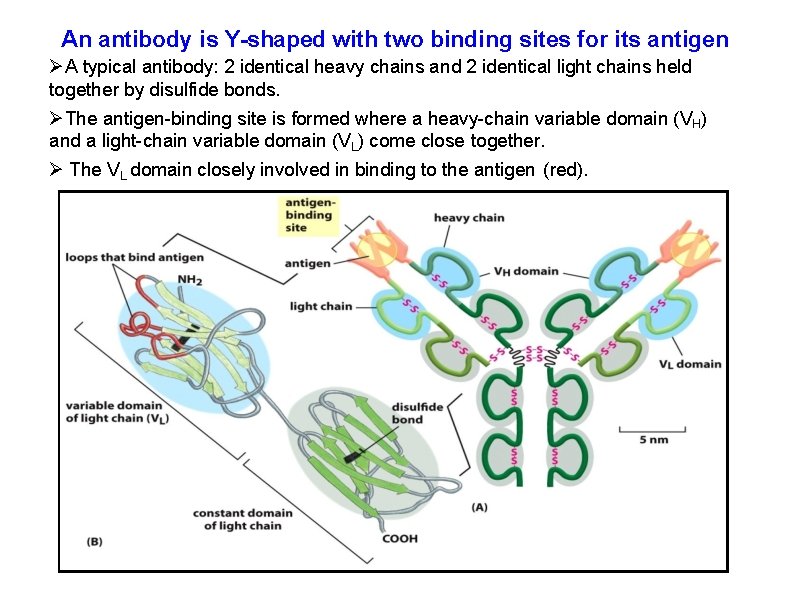 An antibody is Y-shaped with two binding sites for its antigen A typical antibody:
