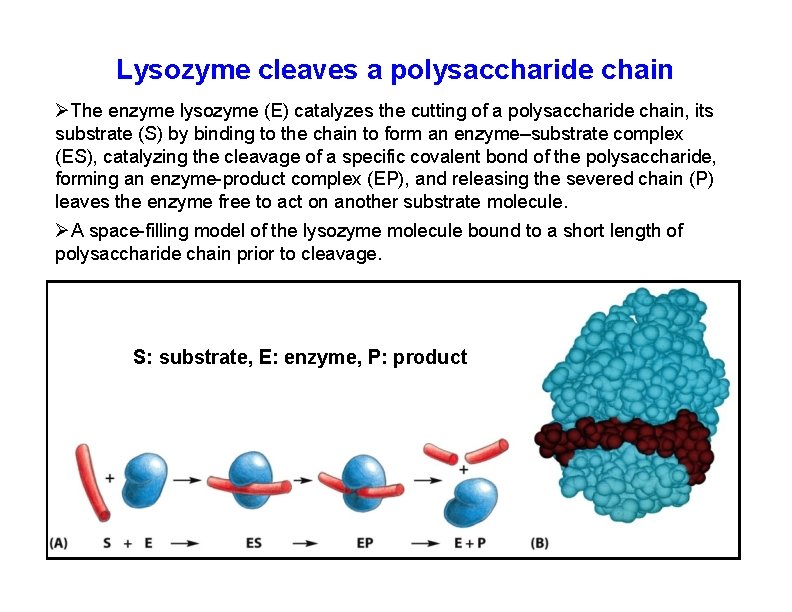 Lysozyme cleaves a polysaccharide chain The enzyme lysozyme (E) catalyzes the cutting of a