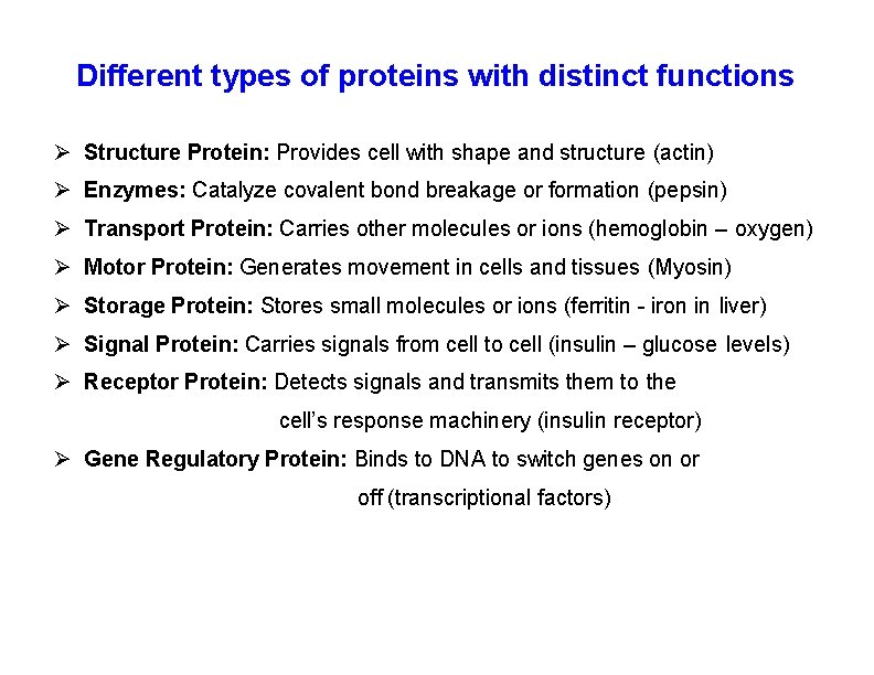 Different types of proteins with distinct functions Structure Protein: Provides cell with shape and