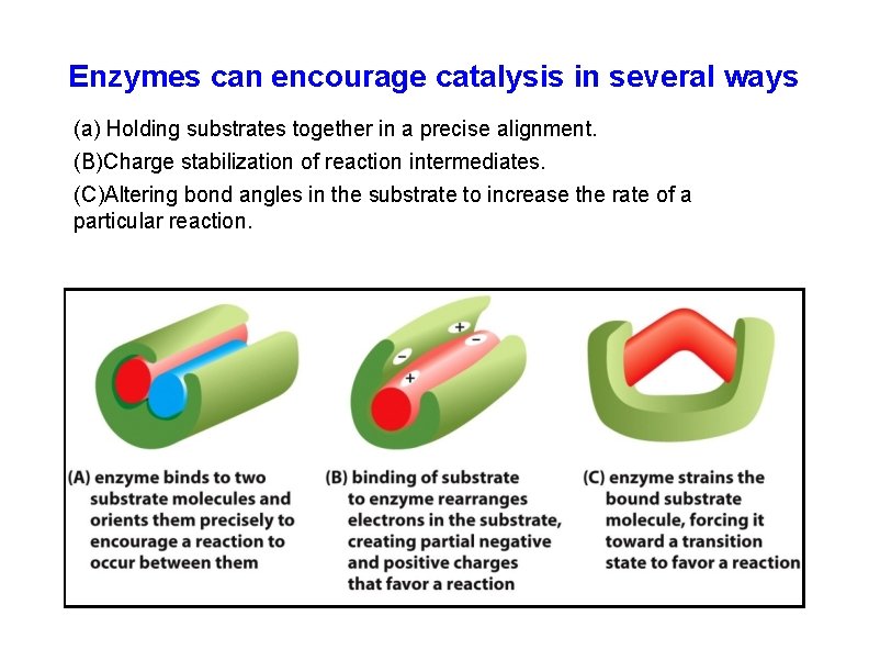 Enzymes can encourage catalysis in several ways (a) Holding substrates together in a precise