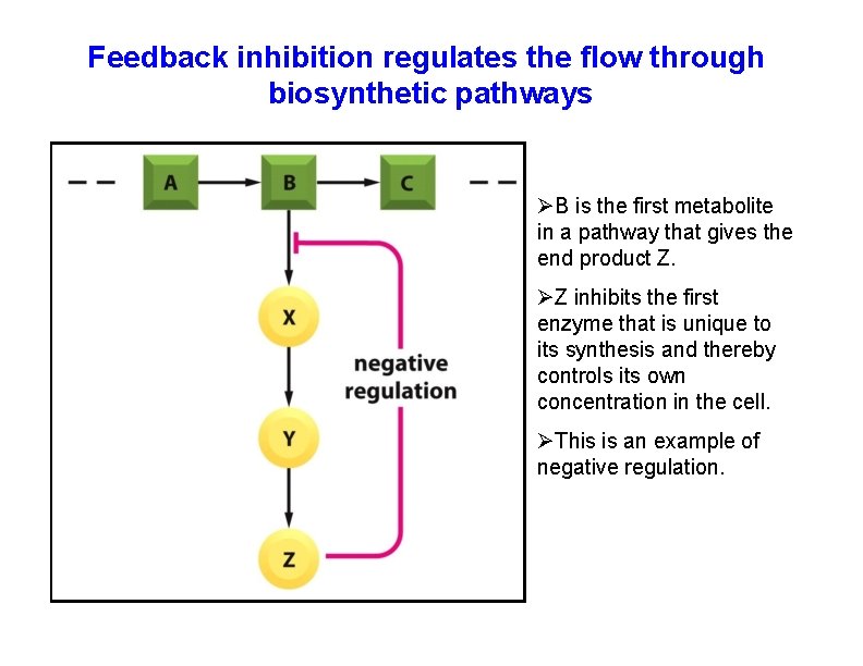 Feedback inhibition regulates the flow through biosynthetic pathways B is the first metabolite in