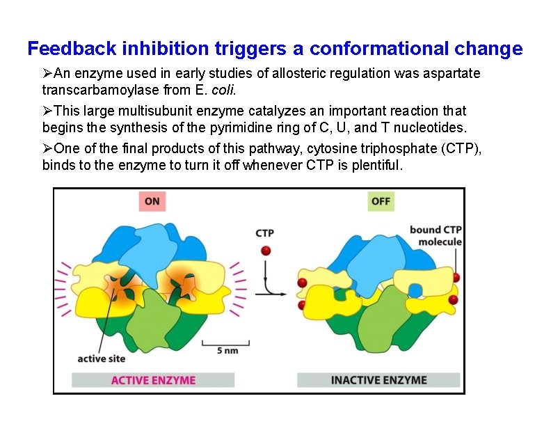 Feedback inhibition triggers a conformational change An enzyme used in early studies of allosteric