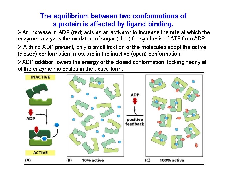 The equilibrium between two conformations of a protein is affected by ligand binding. An