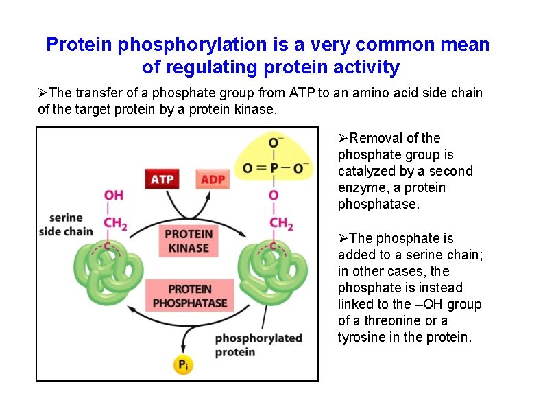 Protein phosphorylation is a very common mean of regulating protein activity The transfer of