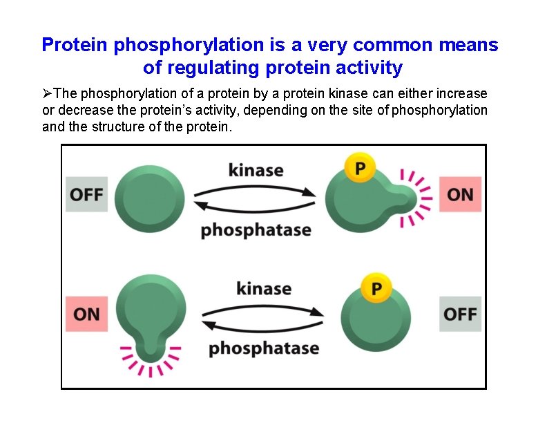 Protein phosphorylation is a very common means of regulating protein activity The phosphorylation of