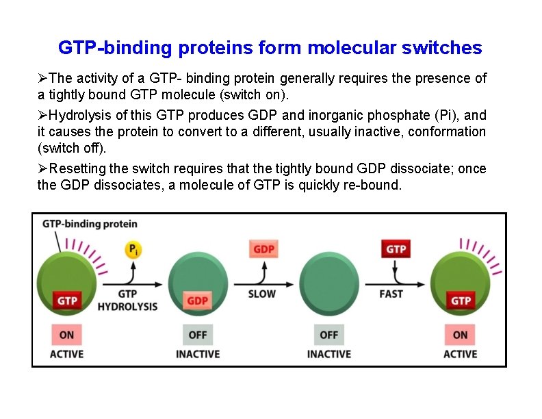 GTP-binding proteins form molecular switches The activity of a GTP- binding protein generally requires