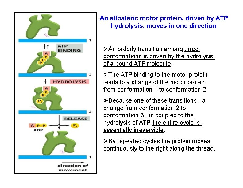 An allosteric motor protein, driven by ATP hydrolysis, moves in one direction An orderly