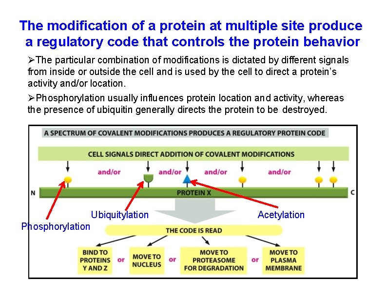 The modification of a protein at multiple site produce a regulatory code that controls
