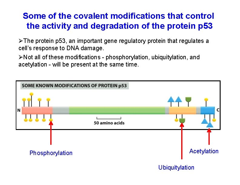 Some of the covalent modifications that control the activity and degradation of the protein
