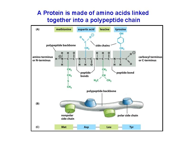 A Protein is made of amino acids linked together into a polypeptide chain 