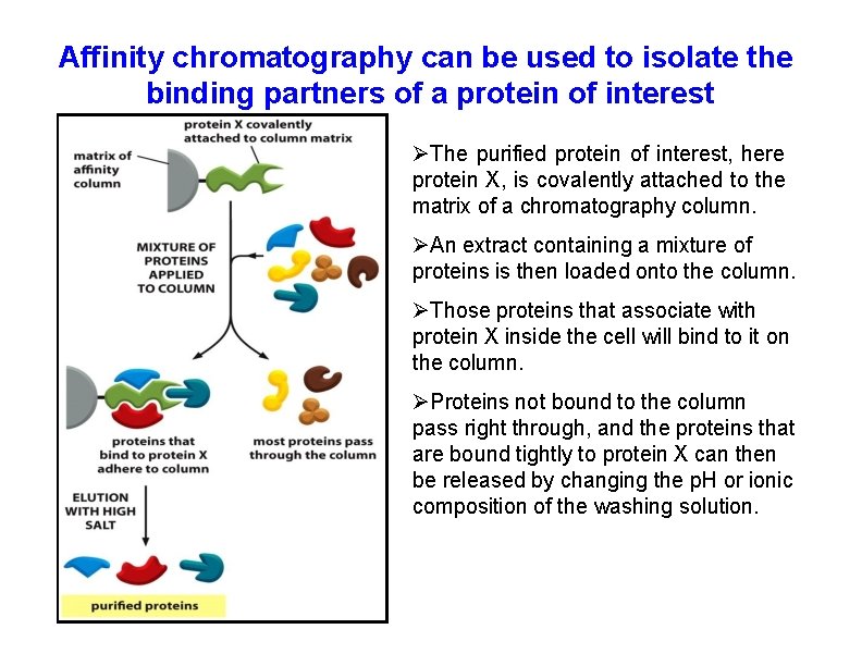 Affinity chromatography can be used to isolate the binding partners of a protein of