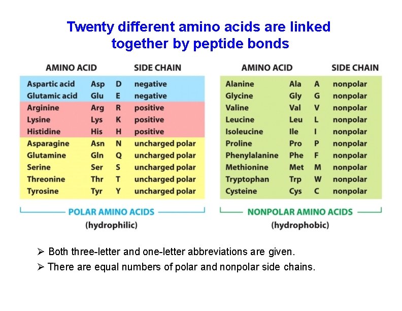 Twenty different amino acids are linked together by peptide bonds Both three-letter and one-letter