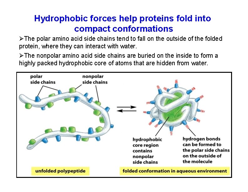 Cell Biology Protein Structure and Function Alberts Bruce