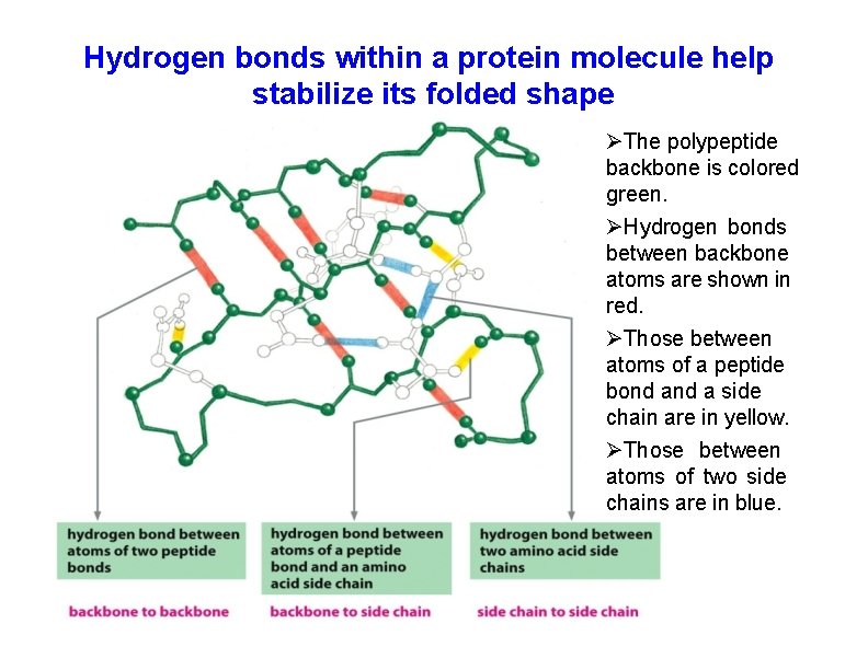 Hydrogen bonds within a protein molecule help stabilize its folded shape The polypeptide backbone