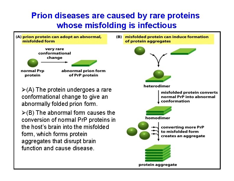 Prion diseases are caused by rare proteins whose misfolding is infectious (A) The protein