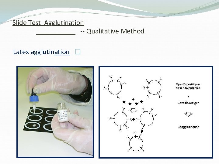 Slide Test Agglutination -- Qualitative Method Latex agglutination � 