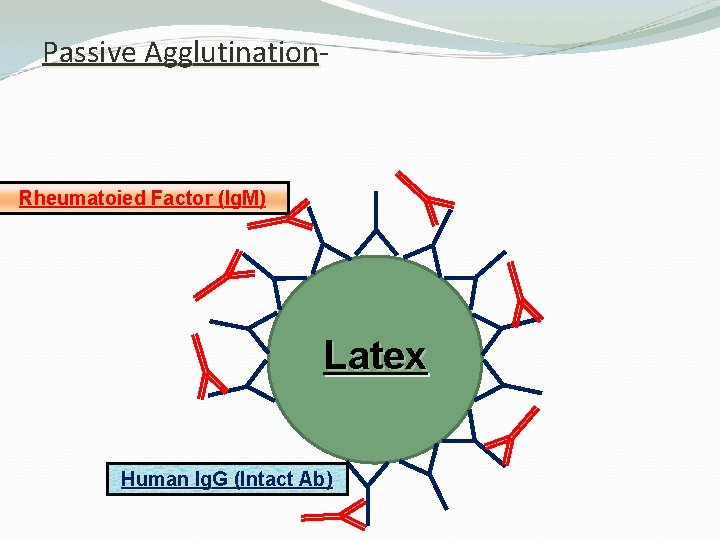 Passive Agglutination- Rheumatoied Factor (Ig. M) Latex Human Ig. G (Intact Ab) 