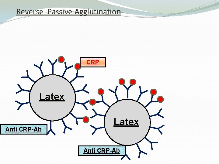 Reverse Passive Agglutination- CRP Latex Anti CRP-Ab 