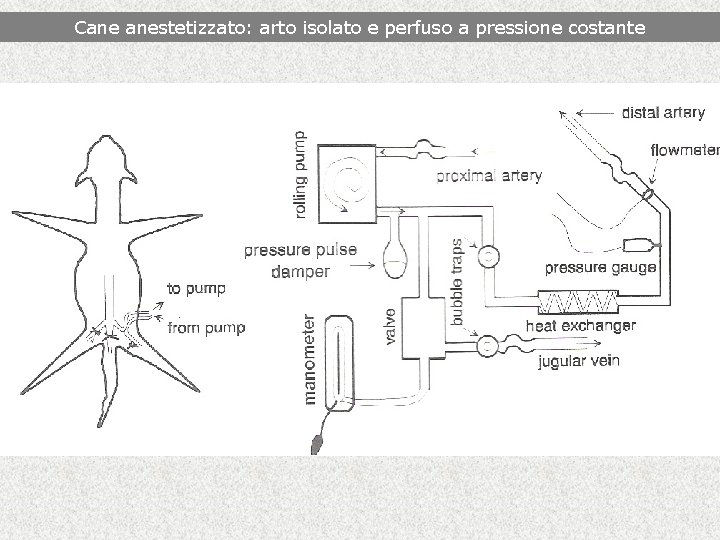 Cane anestetizzato: arto isolato e perfuso a pressione costante 