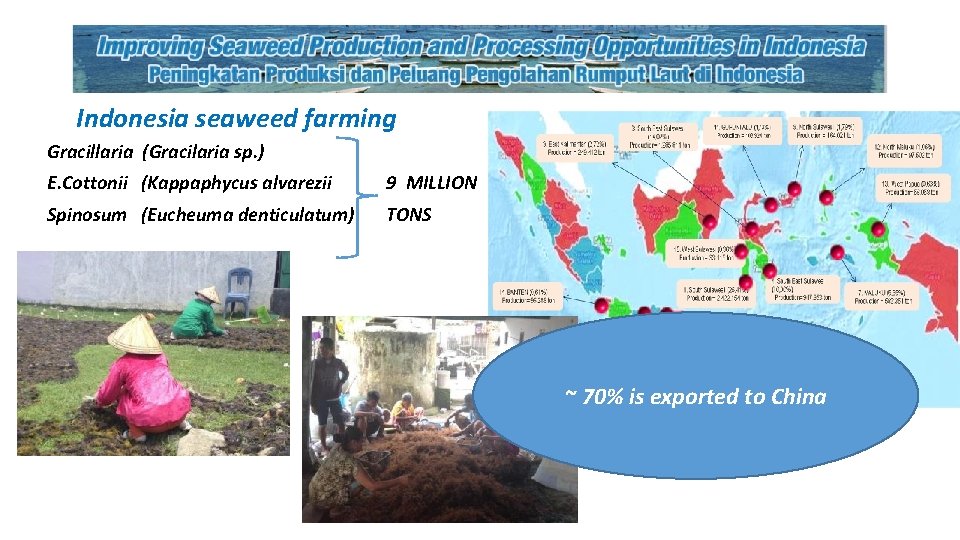 Indonesia seaweed farming Gracillaria (Gracilaria sp. ) E. Cottonii (Kappaphycus alvarezii 9 MILLION Spinosum