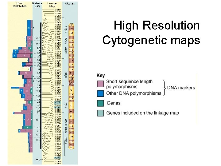 High Resolution Cytogenetic maps 