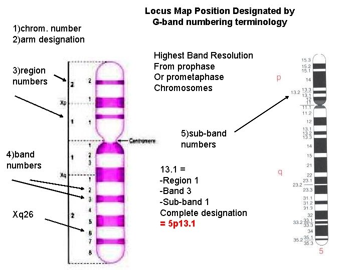 1)chrom. number 2)arm designation 3)region numbers Locus Map Position Designated by G-band numbering terminology