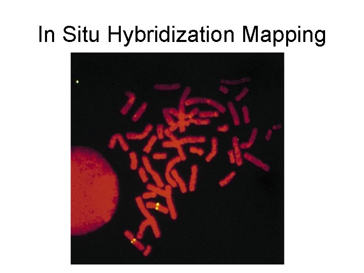 In Situ Hybridization Mapping 