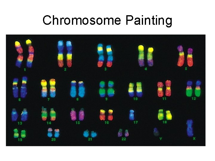 Chromosome Painting 