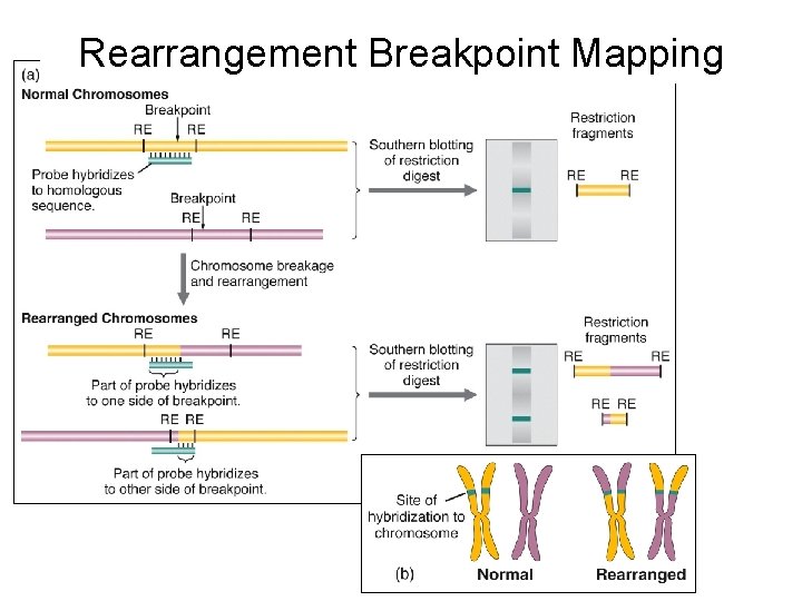 Rearrangement Breakpoint Mapping 
