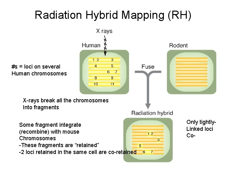 Radiation Hybrid Mapping (RH) #s = loci on several Human chromosomes X-rays break all