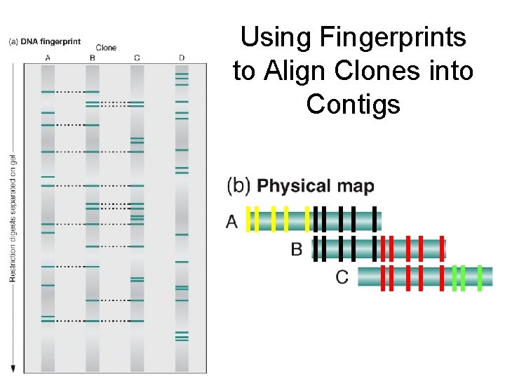 Using Fingerprints to Align Clones into Contigs 