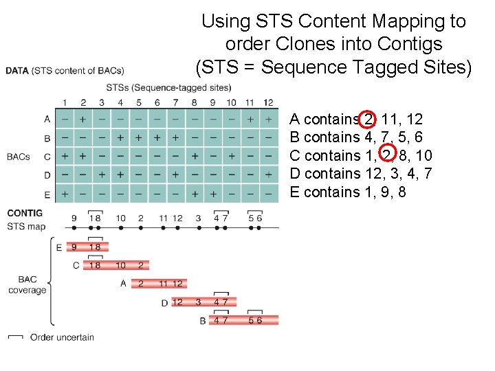 Using STS Content Mapping to order Clones into Contigs (STS = Sequence Tagged Sites)