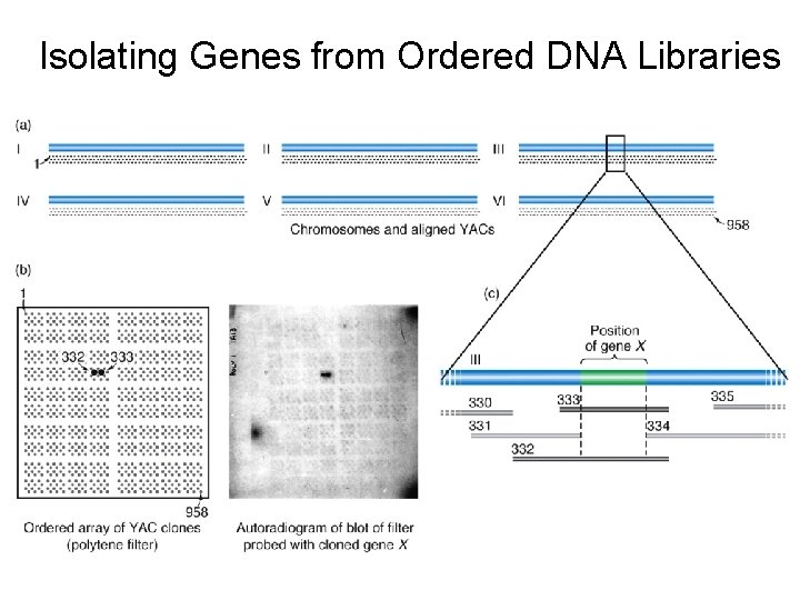 Isolating Genes from Ordered DNA Libraries 