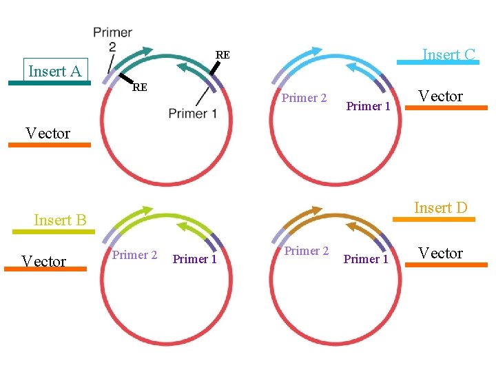 Insert C RE Insert A RE Primer 2 Primer 1 Vector Insert D Insert