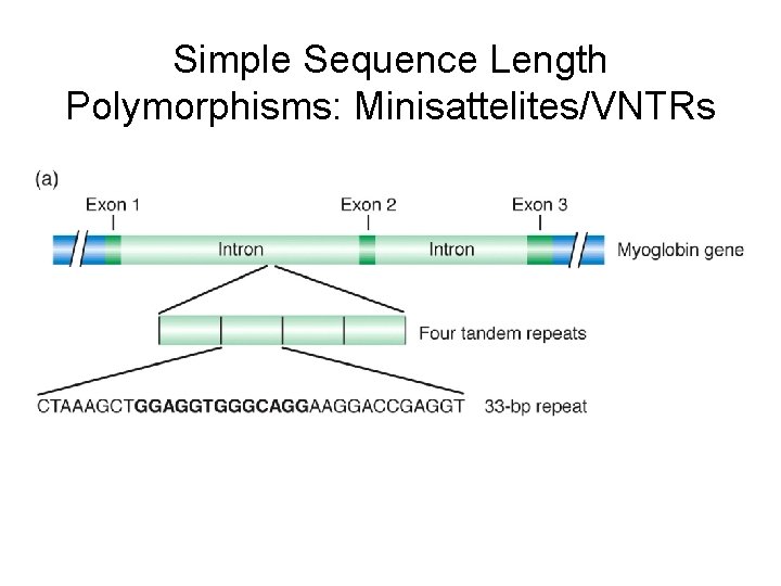 Simple Sequence Length Polymorphisms: Minisattelites/VNTRs 