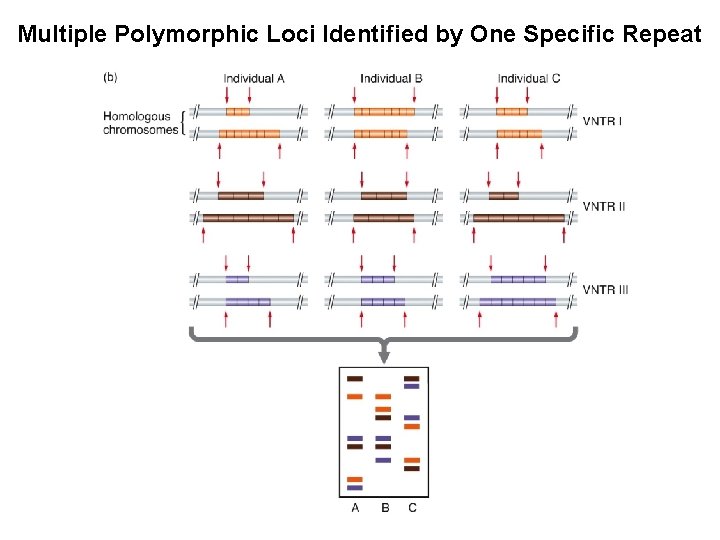 Multiple Polymorphic Loci Identified by One Specific Repeat 