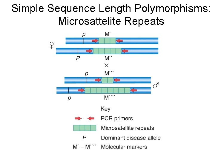 Simple Sequence Length Polymorphisms: Microsattelite Repeats 