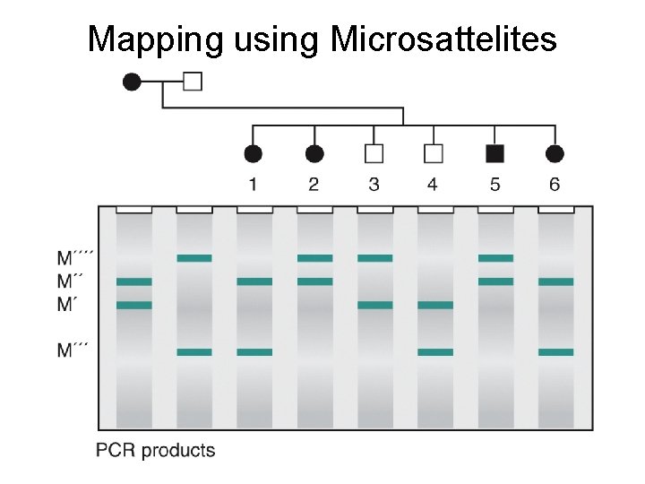 Mapping using Microsattelites 
