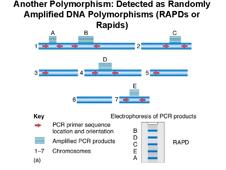 Another Polymorphism: Detected as Randomly Amplified DNA Polymorphisms (RAPDs or Rapids) 