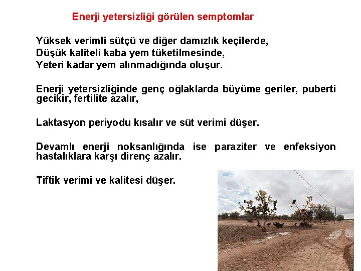 Enerji yetersizliği görülen semptomlar Yüksek verimli sütçü ve diğer damızlık keçilerde, Düşük kaliteli kaba