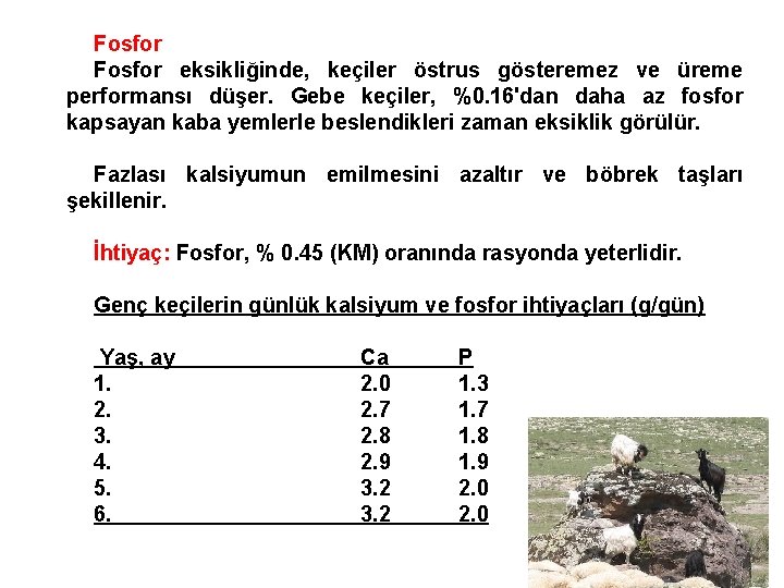 Fosfor eksikliğinde, keçiler östrus gösteremez ve üreme performansı düşer. Gebe keçiler, %0. 16'dan daha