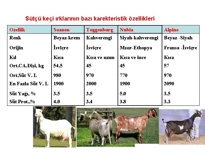 Sütçü keçi ırklarının bazı karekteristik özellikleri Ozellik Saanen Toggenburg Nubia Alpine Renk Beyaz krem