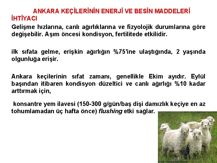 ANKARA KEÇİLERİNİN ENERJİ VE BESİN MADDELERİ İHTİYACI Gelişme hızlarına, canlı ağırlıklarına ve fizyolojik durumlarına
