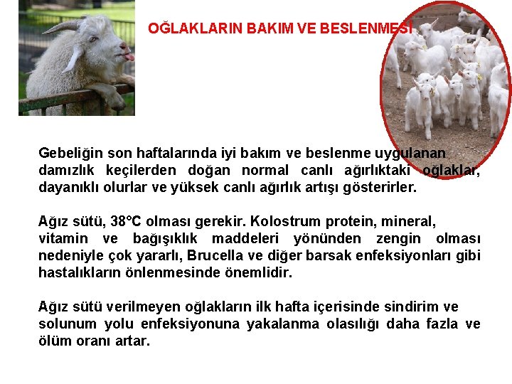 OĞLAKLARIN BAKIM VE BESLENMESİ Gebeliğin son haftalarında iyi bakım ve beslenme uygulanan damızlık keçilerden