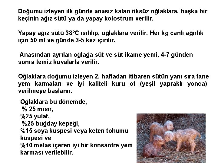 Doğumu izleyen ilk günde anasız kalan öksüz oğlaklara, başka bir keçinin ağız sütü ya