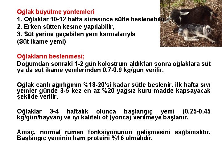 Oğlak büyütme yöntemleri 1. Oğlaklar 10 -12 hafta süresince sütle beslenebilir, 2. Erken sütten