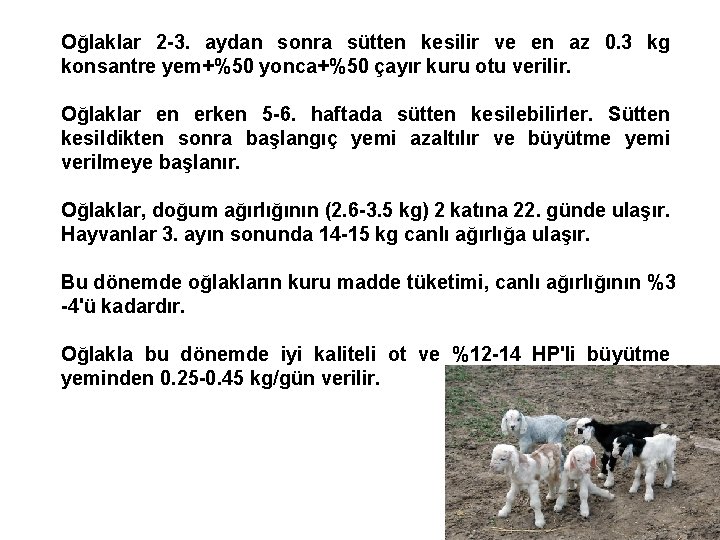 Oğlaklar 2 -3. aydan sonra sütten kesilir ve en az 0. 3 kg konsantre