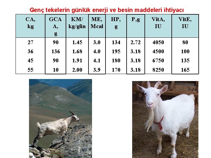 Genç tekelerin günlük enerji ve besin maddeleri ihtiyacı CA, kg GCA A, g KM/
