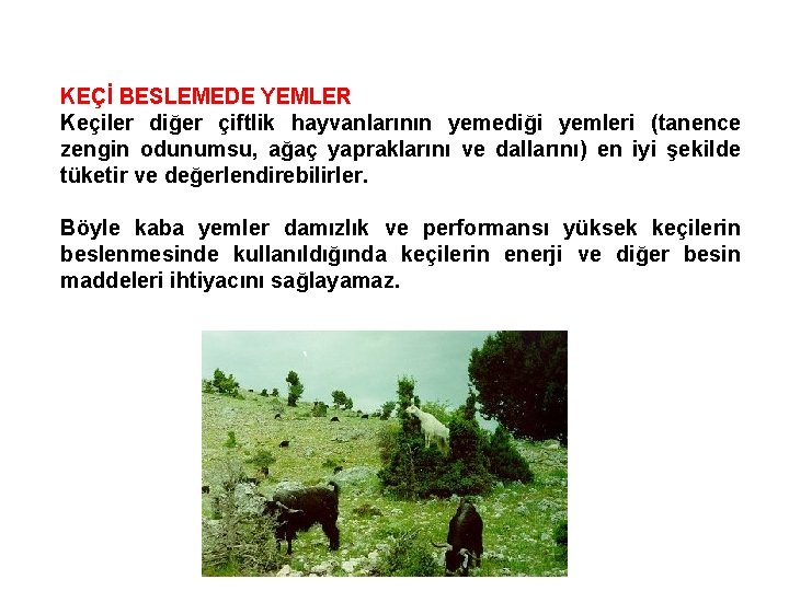 KEÇİ BESLEMEDE YEMLER Keçiler diğer çiftlik hayvanlarının yemediği yemleri (tanence zengin odunumsu, ağaç yapraklarını