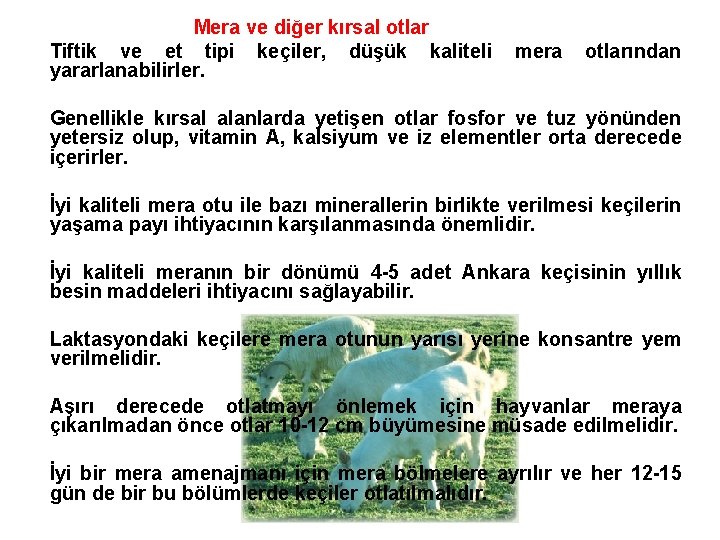 Mera ve diğer kırsal otlar Tiftik ve et tipi keçiler, düşük kaliteli yararlanabilirler. mera